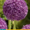 ohgreen 1 allium ambassador