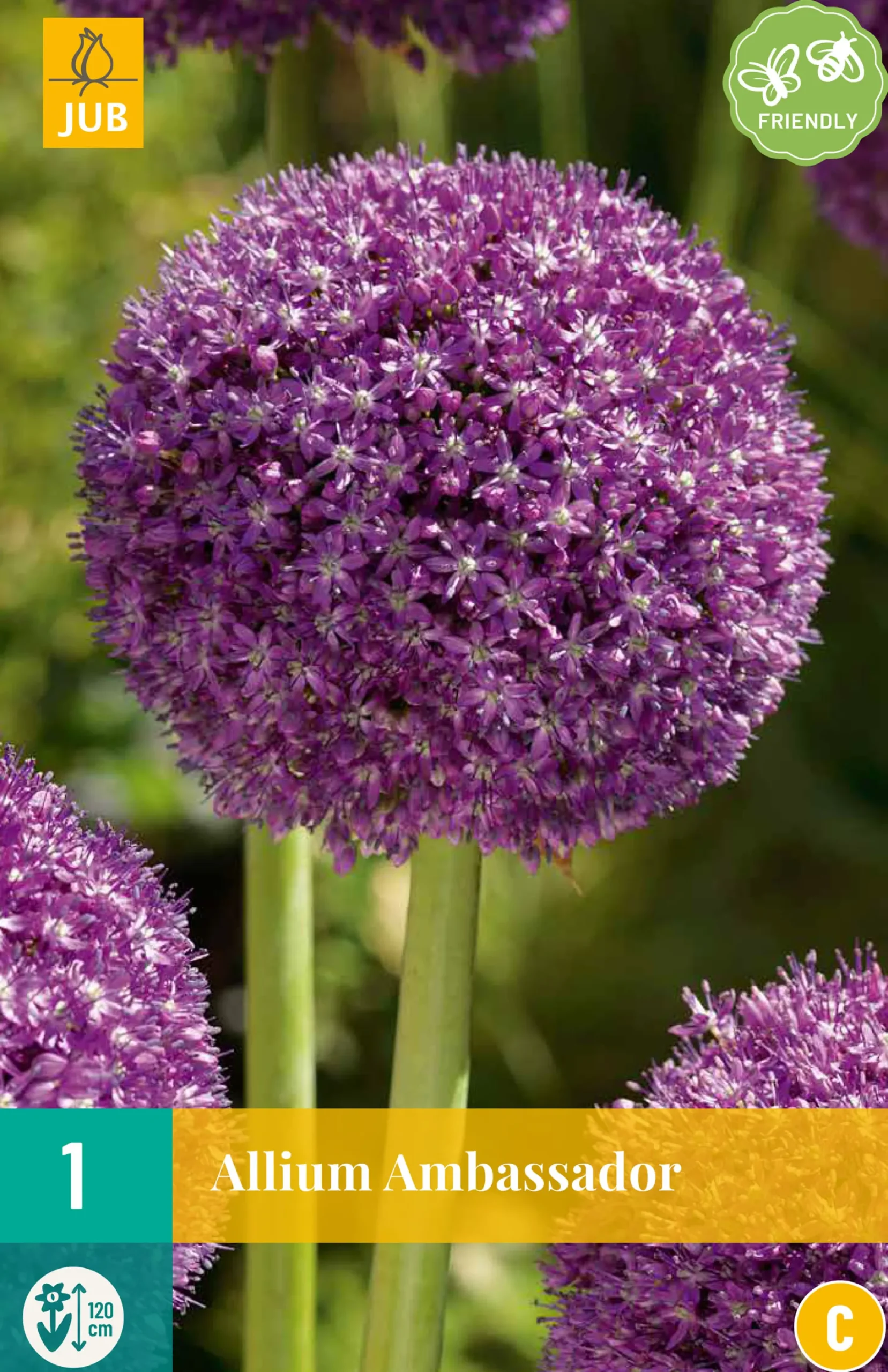 ohgreen 1 allium ambassador
