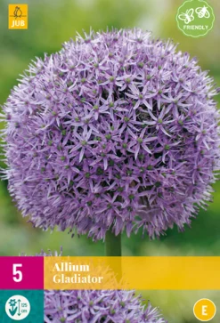 ohgreen 5 allium gladiator