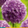 ohgreen 1 allium globemaster