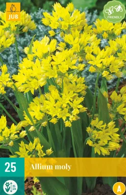 ohgreen 25 allium moly