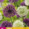 ohgreen 15 allium paars-wit mix
