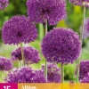 ohgreen 15 allium purple sensation