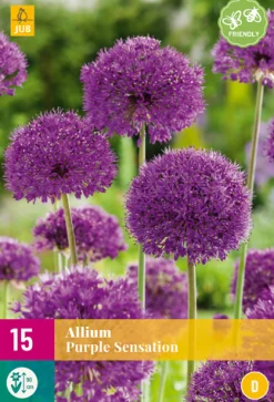 ohgreen 15 allium purple sensation