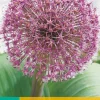 ohgreen 3 allium red giant