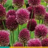 ohgreen 25 allium sphaerocephalon