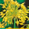 ohgreen 7 allium yellow fantasy