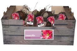 ohgreen 1 amaryllis roze