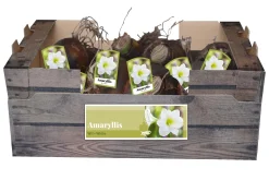 ohgreen 1 amaryllis wit