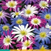 ohgreen 15 anemone blanda mix