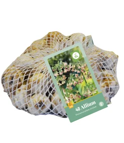 ohgreen 40 bloembollen allium siculum