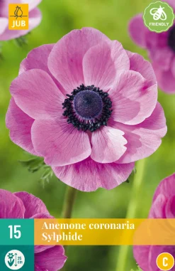 ohgreen 15 bloembollen anemone coronaria sylphide