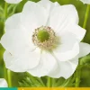 ohgreen 15 bloembollen anemone coronaria bride