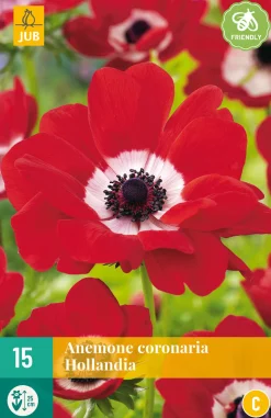 ohgreen 15 bloembollen anemone coronaria hollandia