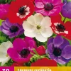 ohgreen 30 bloembollen anemone de caen mix