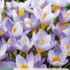 ohgreen 15 bloembollen crocus rosalind