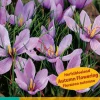 ohgreen 10 bloembollen crocus sativus