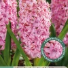 ohgreen 3 bloembollen hyacinthus dubbel roze
