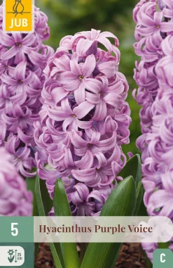 ohgreen 5 bloembollen hyacinthus purple voice