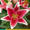 ohgreen 2 bloembollen lilium oriental rood-wit