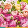 ohgreen 10 bloembollen ranunculus pastel mix