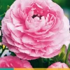 ohgreen 10 bloembollen ranunculus roze