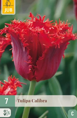 ohgreen 7 bloembollen tulipa calibra