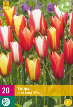 ohgreen 20 bloembollen tulipa clusiana mix
