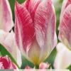 ohgreen 7 bloembollen tulipa flaming purissima