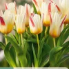 ohgreen 7 bloembollen tulipa floresta