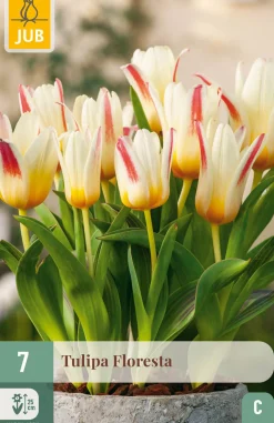 ohgreen 7 bloembollen tulipa floresta