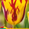 ohgreen 7 bloembollen tulipa helmar