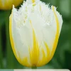 ohgreen 7 bloembollen tulipa lemon beauty