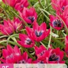 ohgreen 25 bloembollen tulipa little beauty