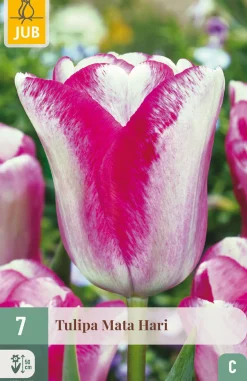 ohgreen 7 bloembollen tulipa mata hari