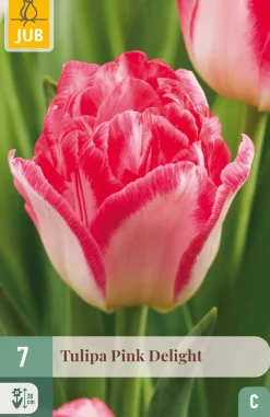 ohgreen 7 bloembollen tulipa pink delight