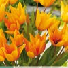 ohgreen 10 bloembollen tulipa praestans shogun