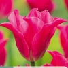 ohgreen 7 bloembollen tulipa pretty love