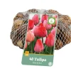ohgreen 40 bloembollen tulipa roze/rood