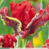 ohgreen 7 bloembollen tulipa seadov parrot