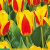 ohgreen 7 bloembollen tulipa stresa
