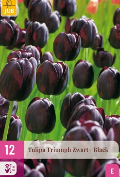 ohgreen 12 bloembollen tulipa triumph zwart