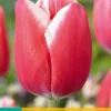 ohgreen 7 bloembollen tulipa universum