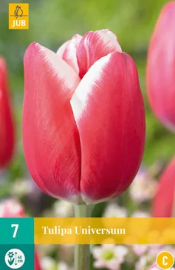 ohgreen 7 bloembollen tulipa universum
