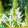 ohgreen 2 camassia leichtlinii alba