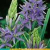 ohgreen 2 camassia leichtlinii caerulea