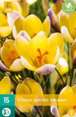 ohgreen 15 crocus advance