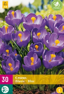 ohgreen 30 crocus blauw