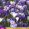 ohgreen 30 crocus blauw-wit