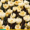 ohgreen 15 crocus cream beauty